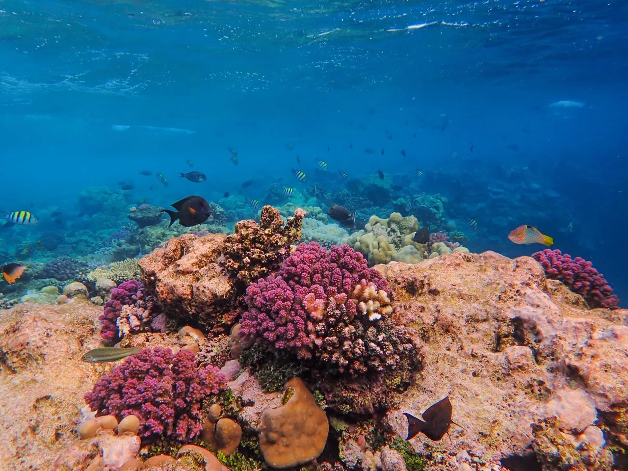 colorful coral reef with tropical fish swimming around