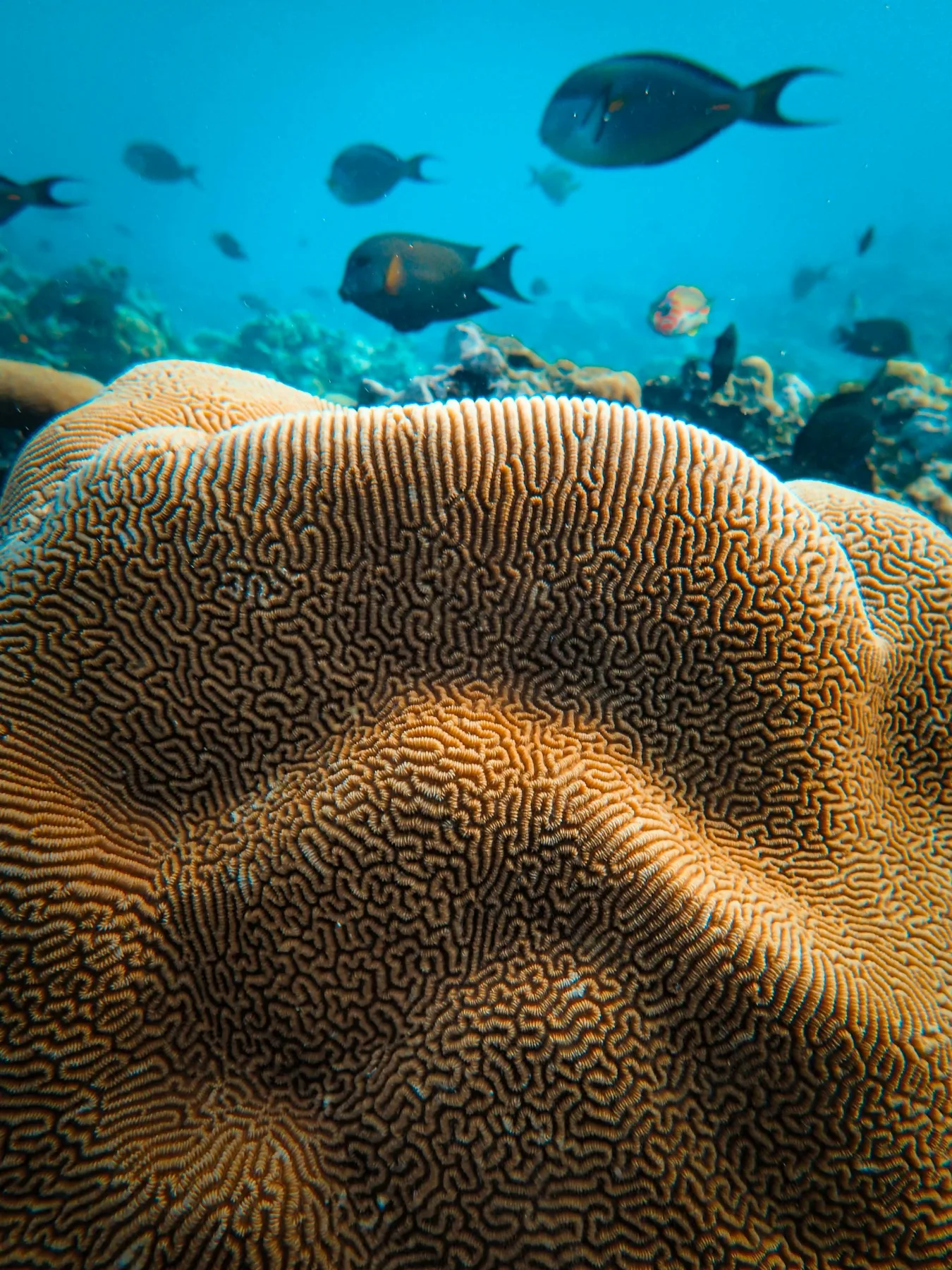 detalles macro de un coral cerebro masivo con peces tropicales alrededor