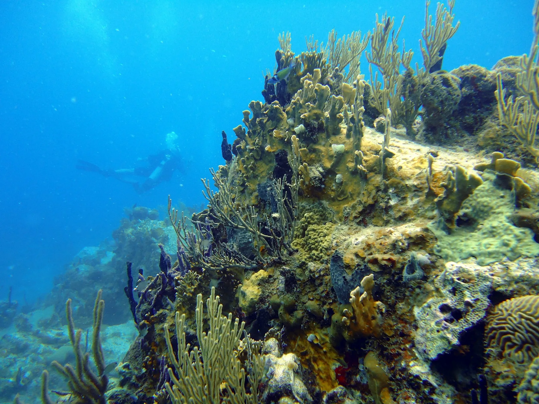 arrecife de coral del Caribe