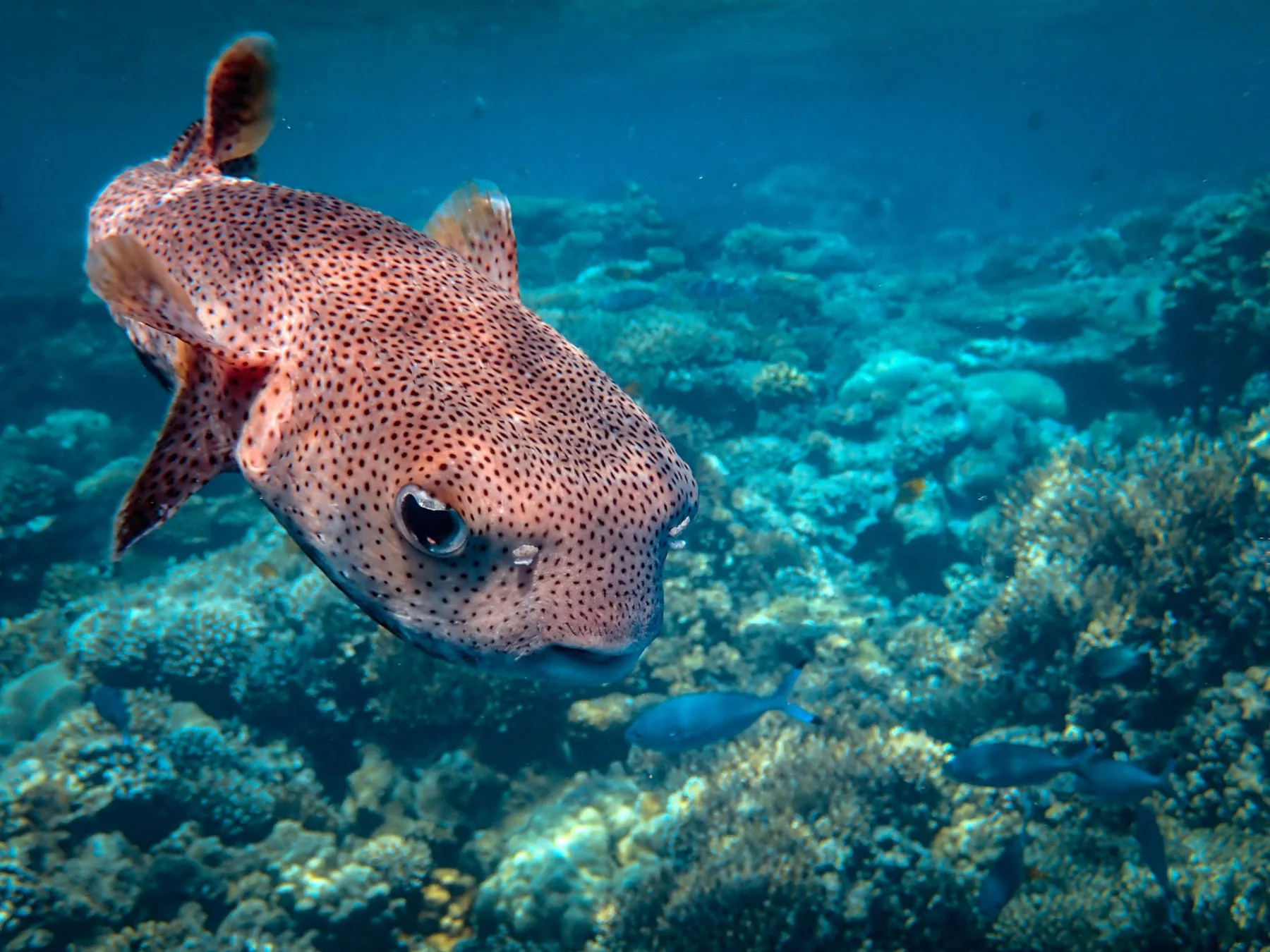 pez erizo nadando sobre un arrecife de coral en el Caribe