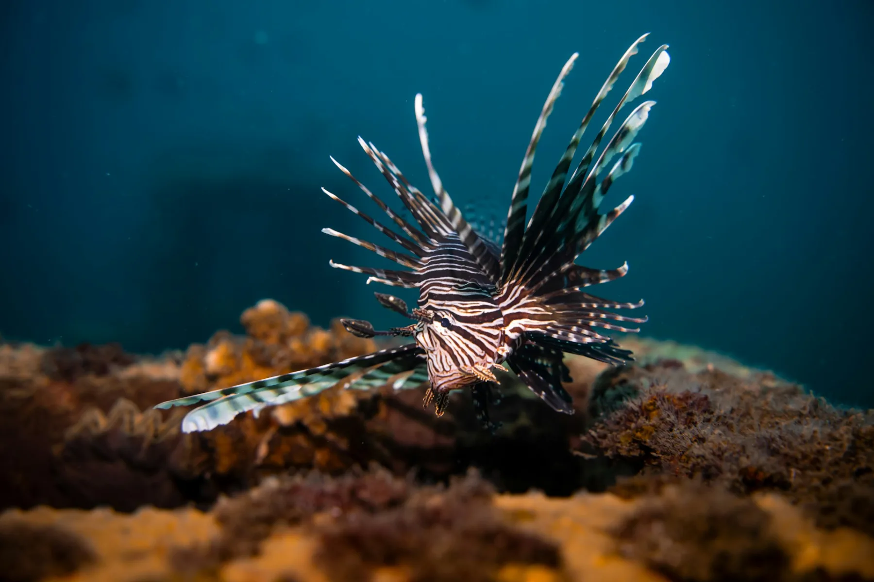 pez león, una especie invasora, sobre coral en el Caribe