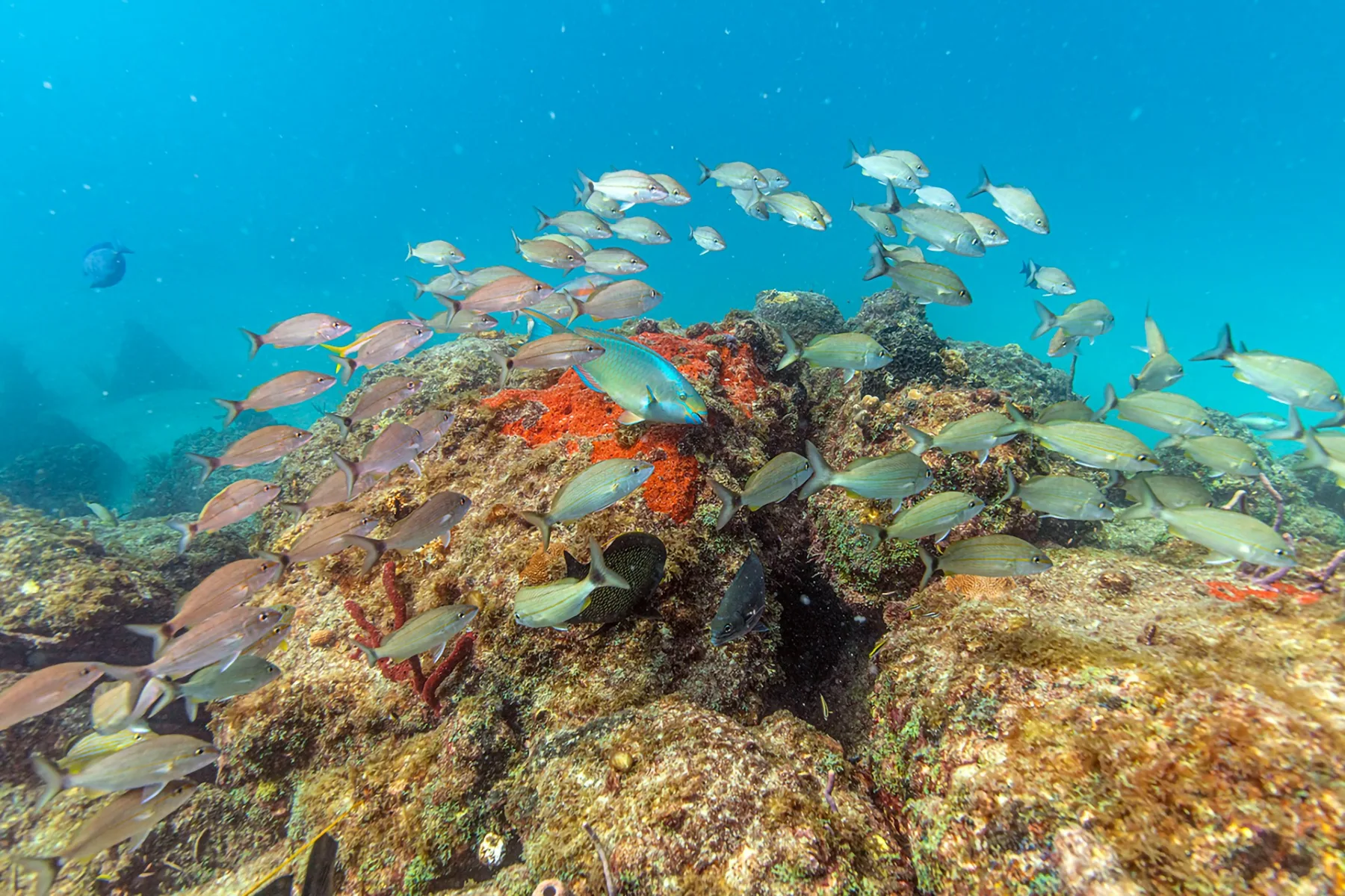 peces tropicales en un arrecife de coral en el mar Caribe de Colombia