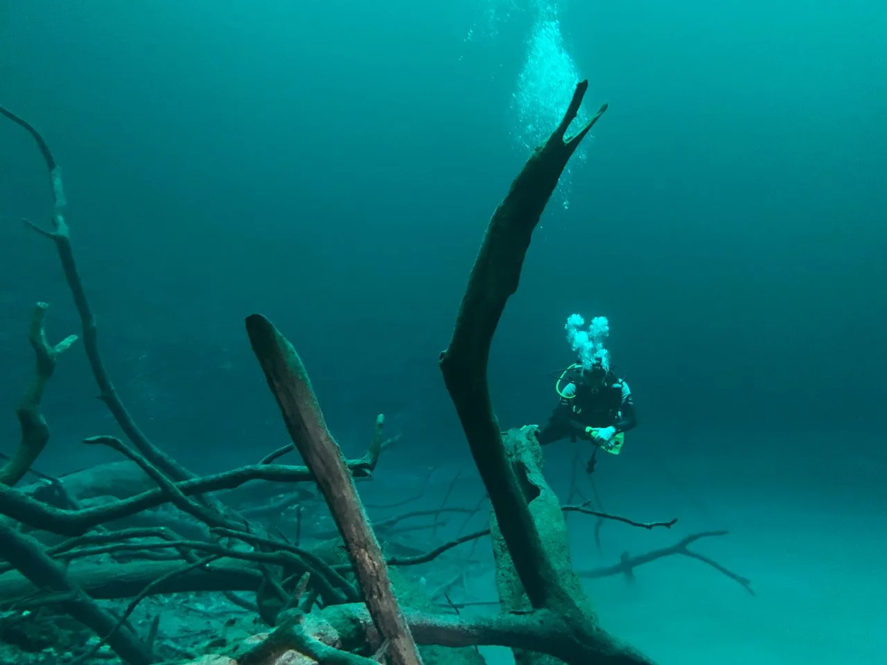 A diver exploring a cenote with sunken tree branches, Mexico