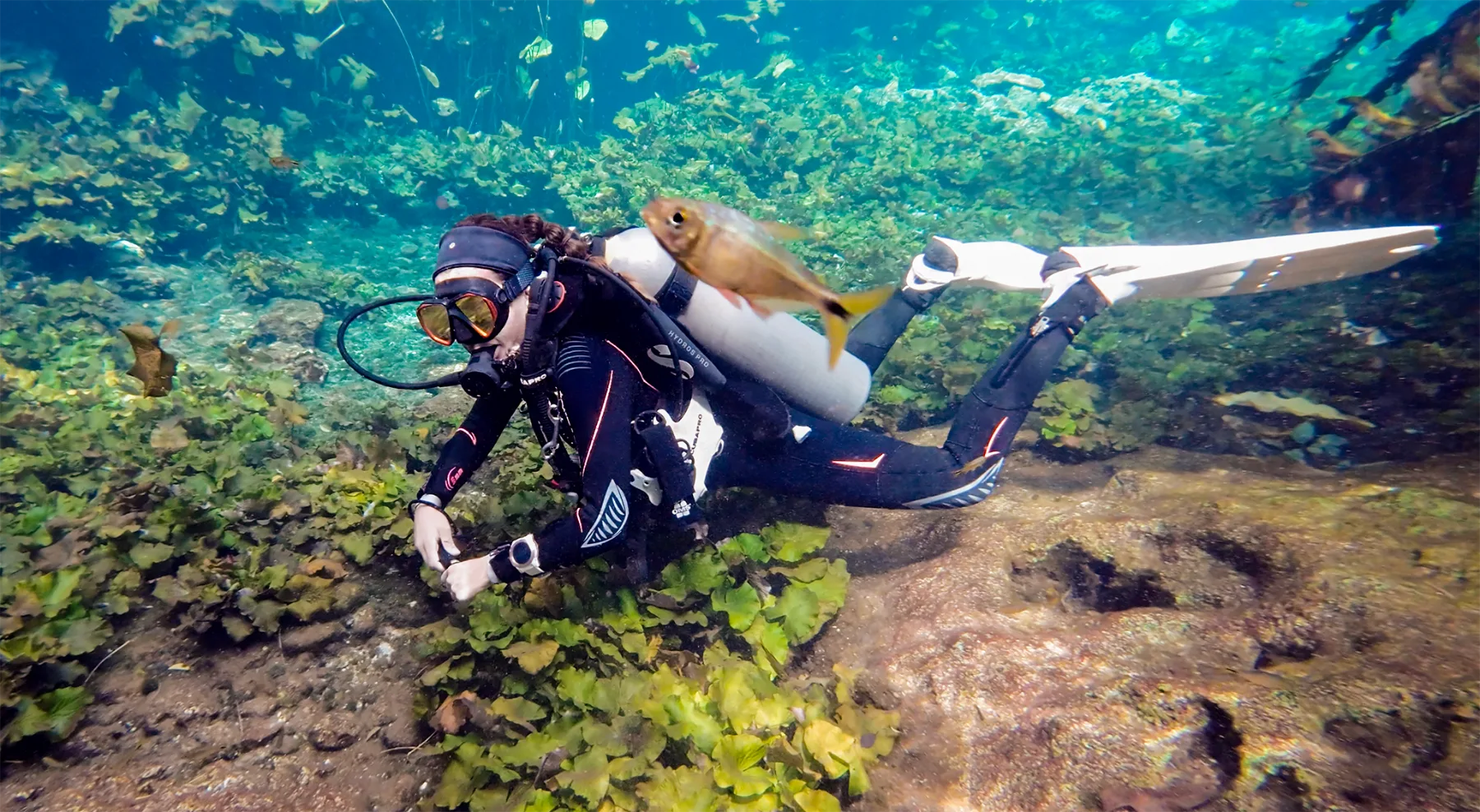A scuba diver in a cenote in Mexico, close to a small fish among the vegetation