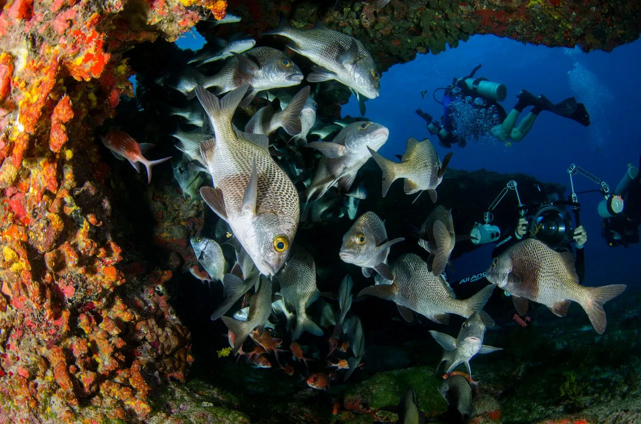 Escena submarina vibrante con un cardumen de peces y buzos explorando un arrecife de coral