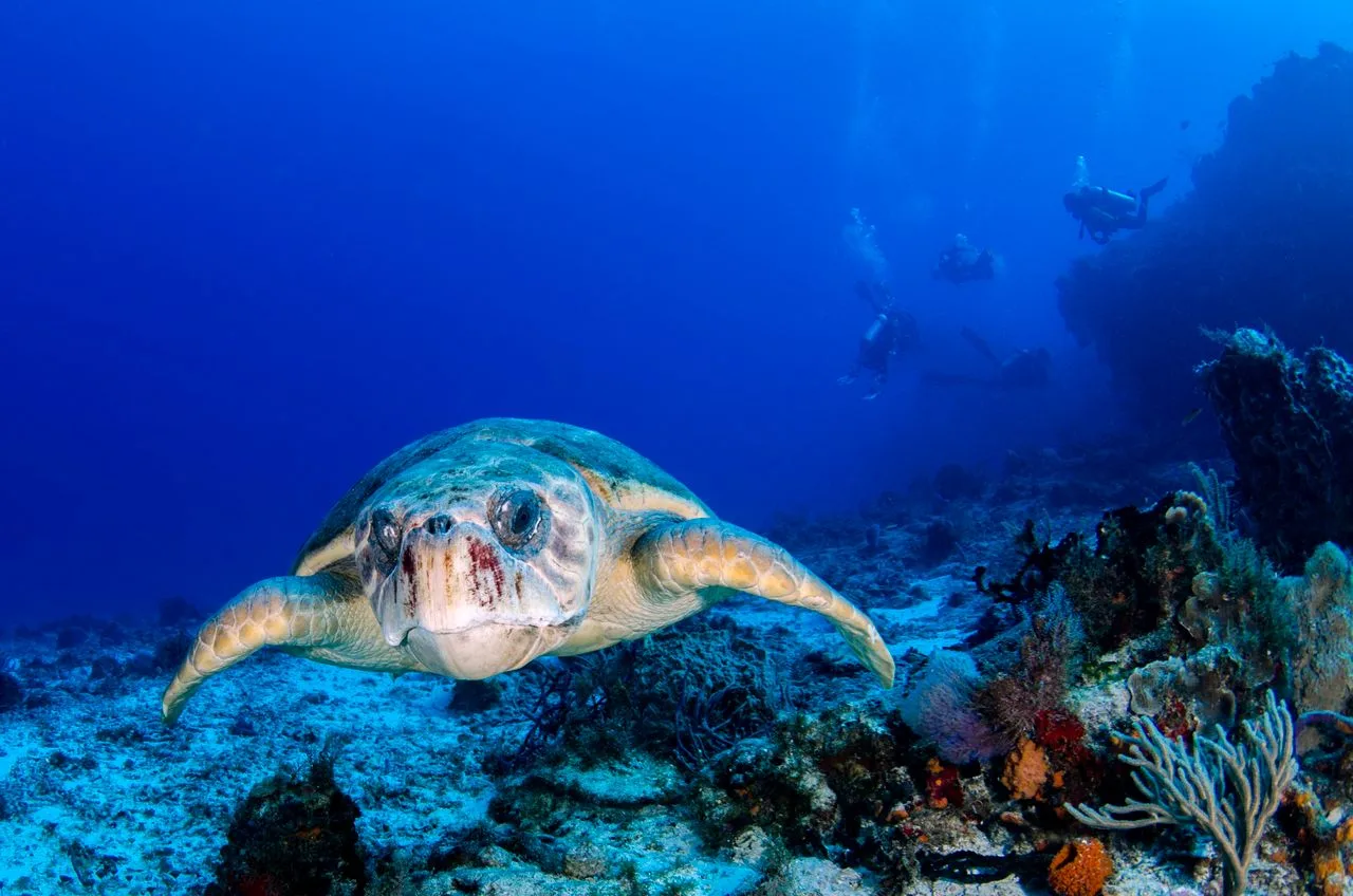 tortuga caguama en un arrecife lleno de color en cozumel con buzos al fondo