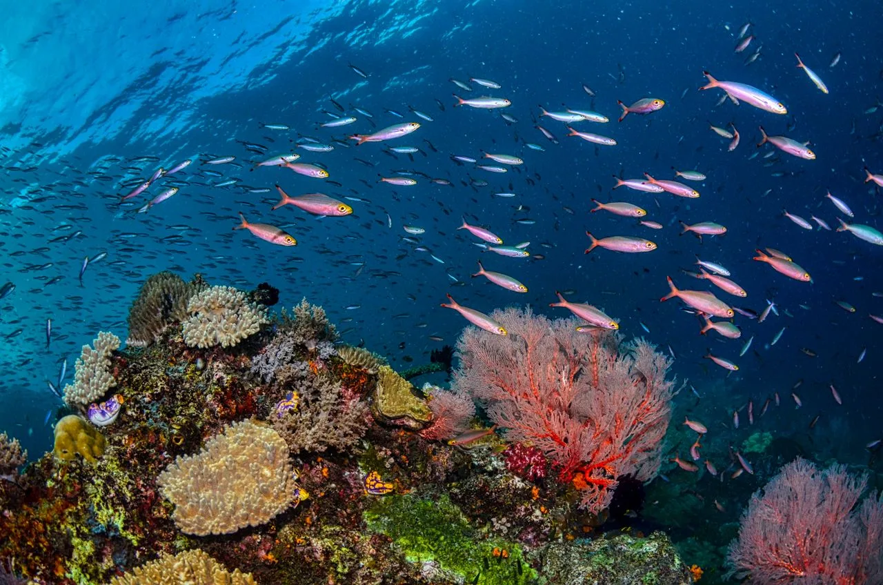 arrecife de coral lleno de color con peces tropicales