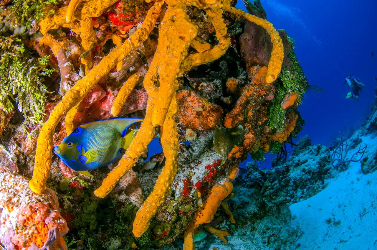Vida marina y corales de colores en una fotografía submarina