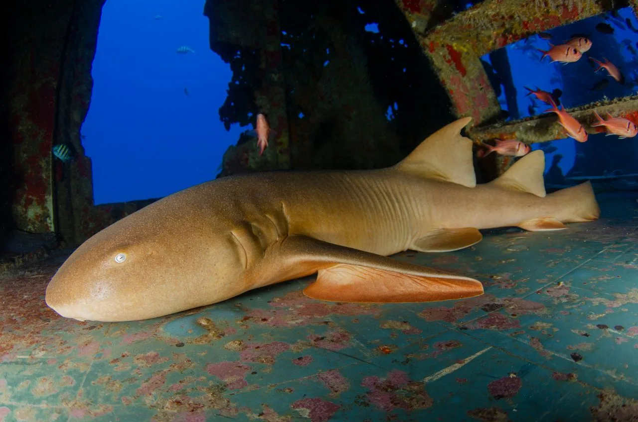 Un tiburón gata descansando dentro de un pecio lleno de color, rodeado de peces tropicales.
