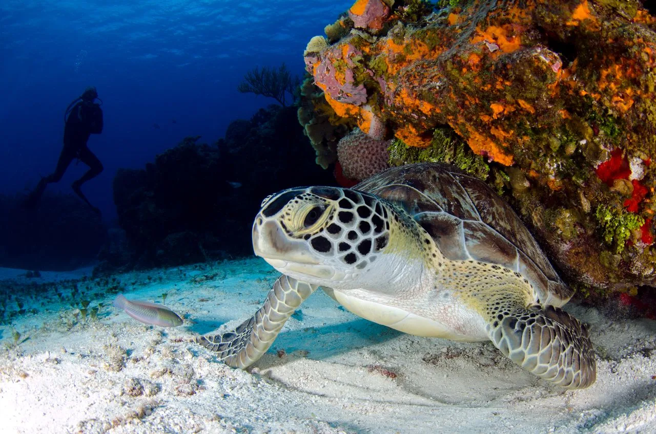 Primer plano de una tortuga marina descansando en el fondo con un buzo al fondo