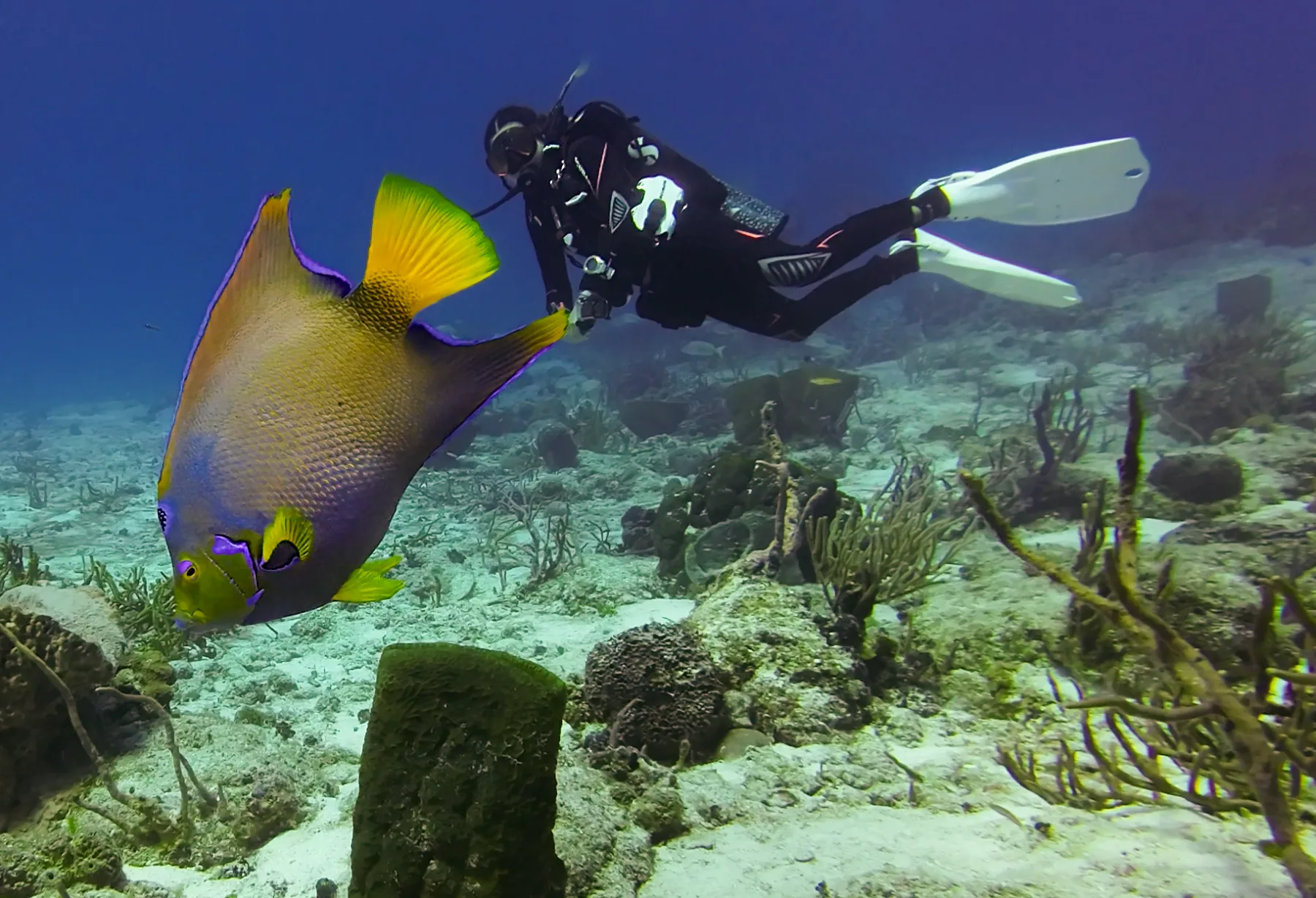 caro santamaria buceando en cozumel junto a un pez ángel
