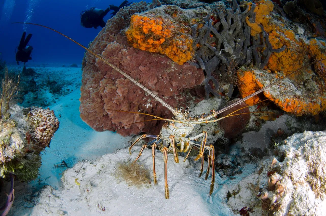 Vista submarina de una langosta espinosa del Caribe sobre un arrecife de coral con buzos al fondo