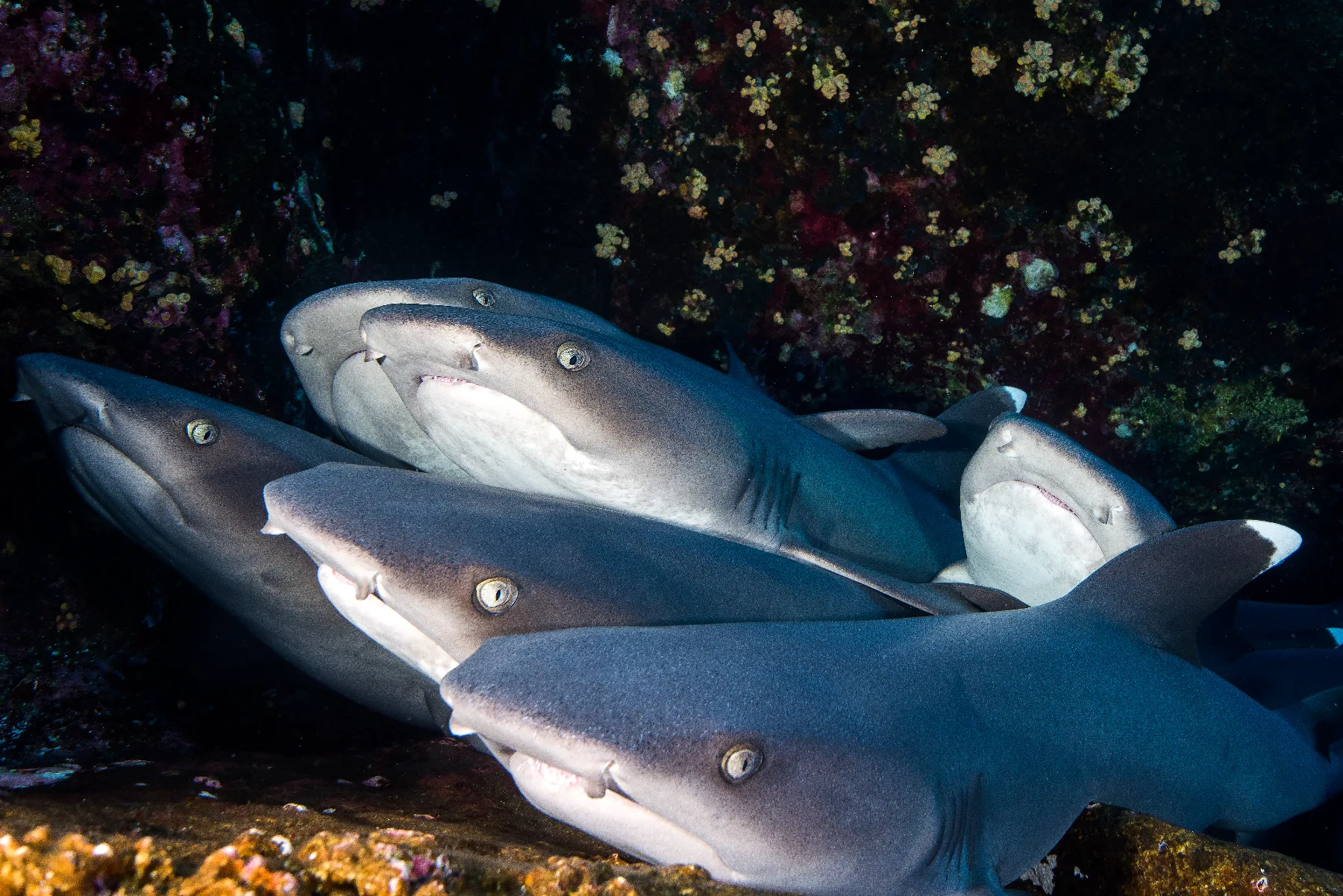 group of white tip reef sharks under an underwater cave