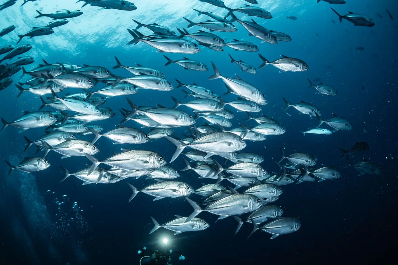 large school of jackfish or trevallies
