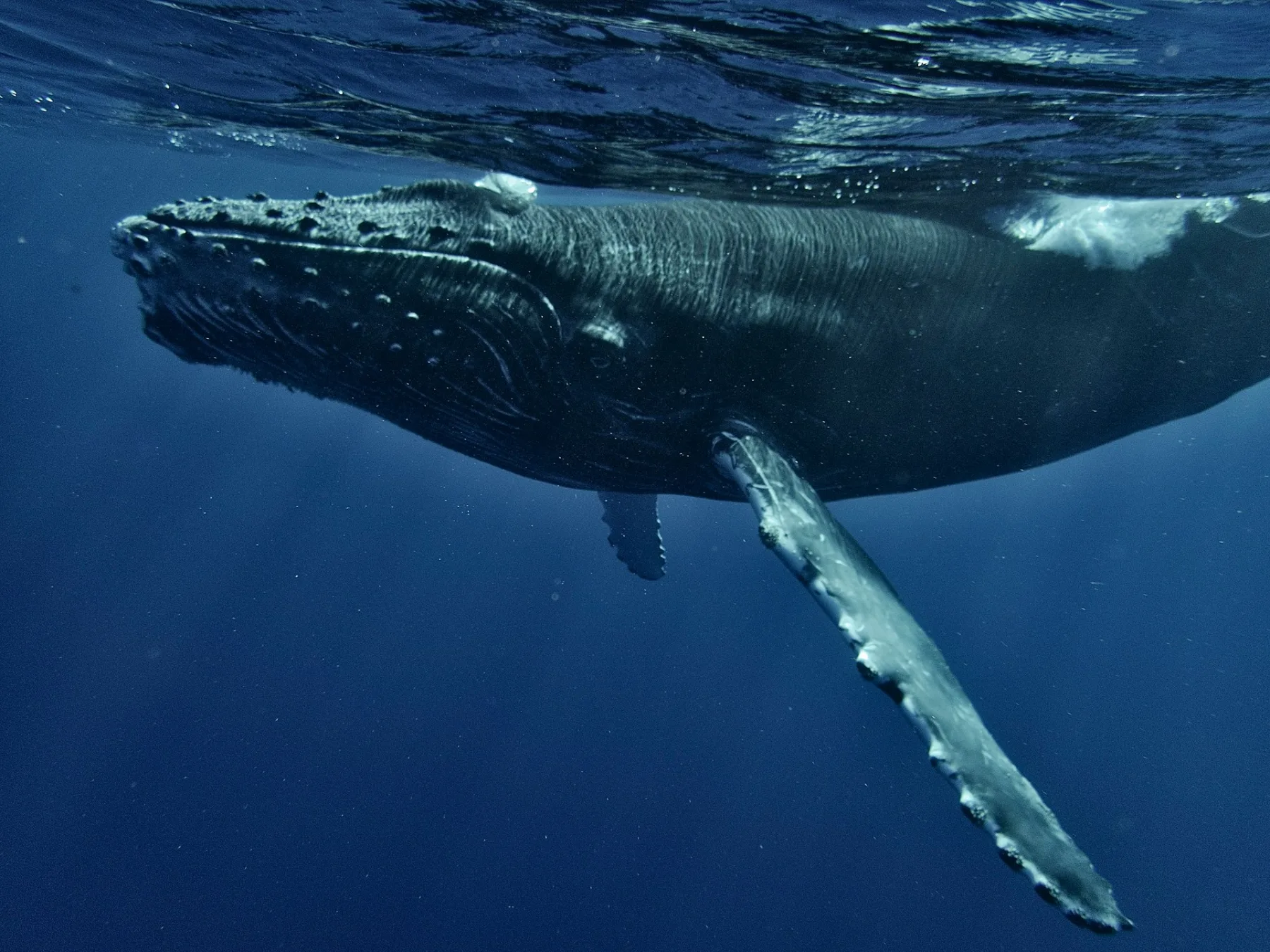 humpback whale under the surface