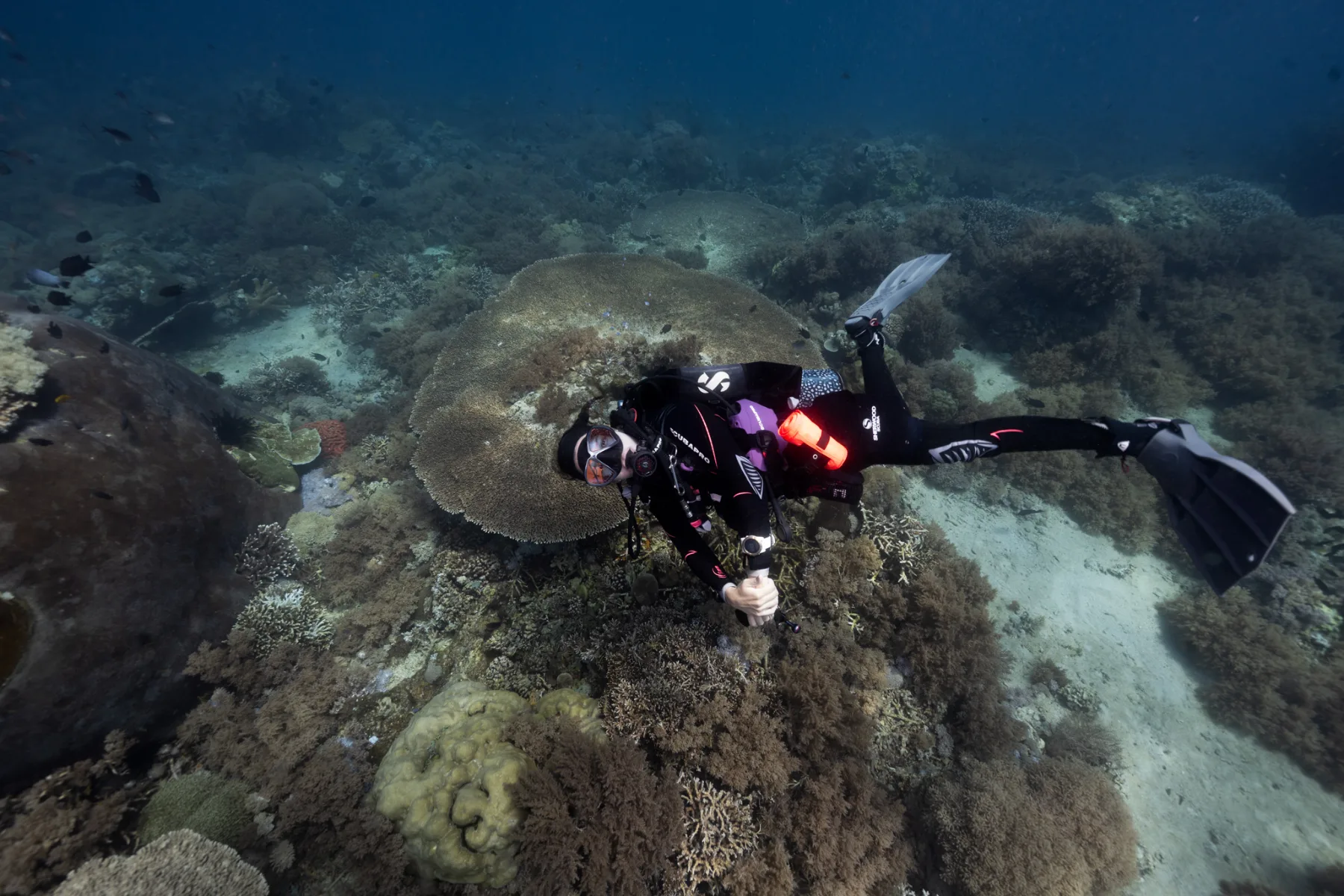 buza nadando en un arrecife de coral colorido