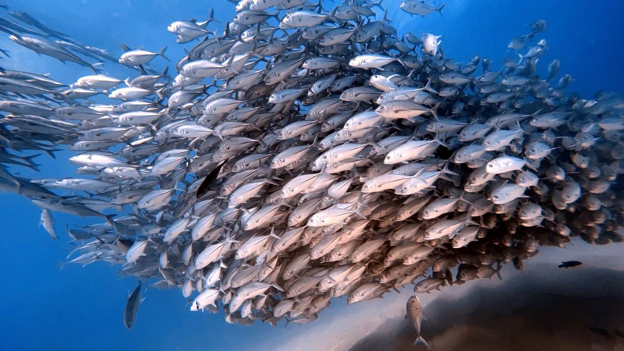 vista submarina de un cardumen de jureles nadando en Komodo, Indonesia