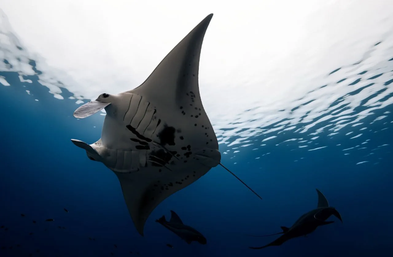 mantarrayas nadando cerca de la superficie en Komodo, Indonesia