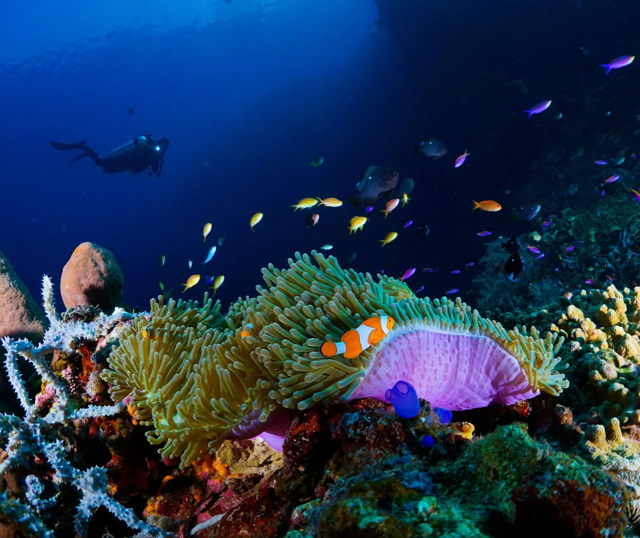 arrecife de coral colorido con peces tropicales y una buza al fondo