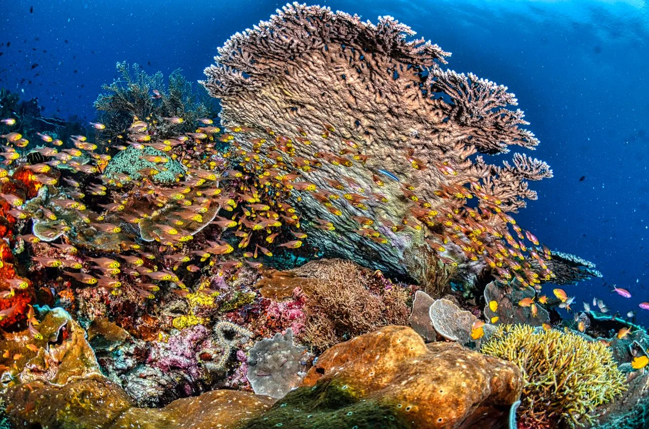 Vida marina vibrante en los arrecifes de coral de Indonesia con peces coloridos y corales diversos.