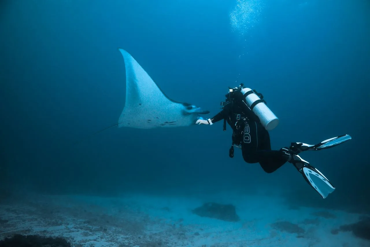 scuba diver underwater with a manta ray