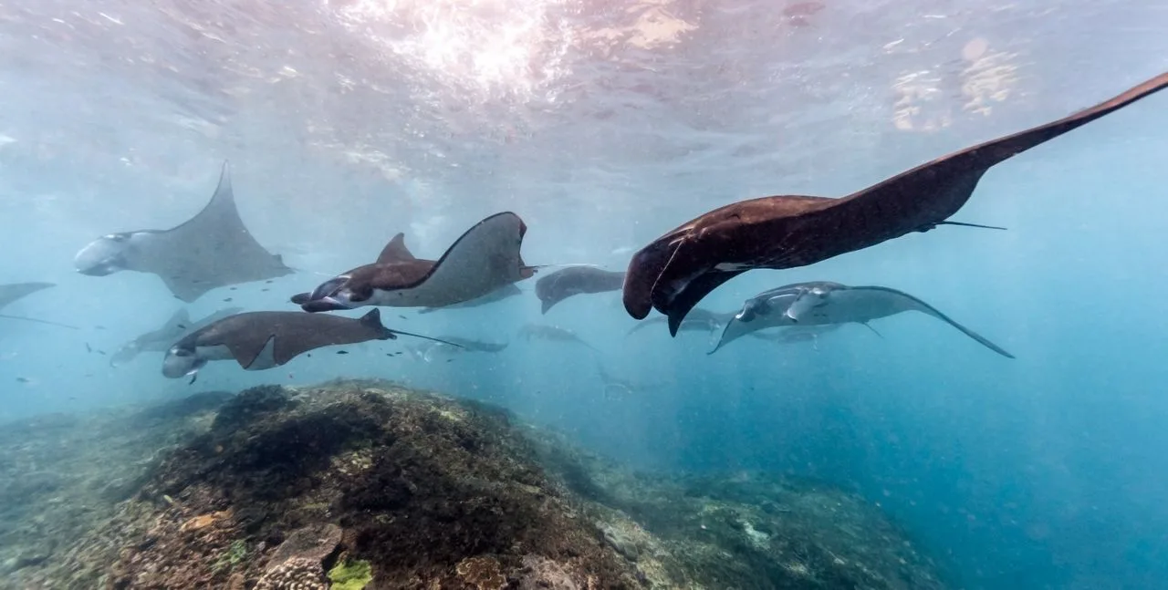 Manta rays swimming gracefully over a cleaning station on a coral reef in clear blue waters.