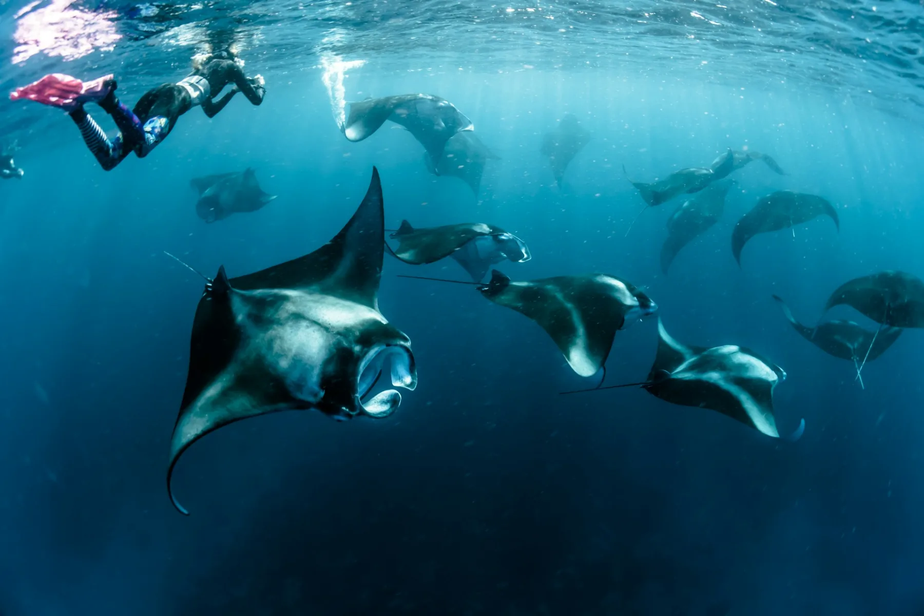 school of oceanic manta rays swimming at the surface as a person snorkels around
