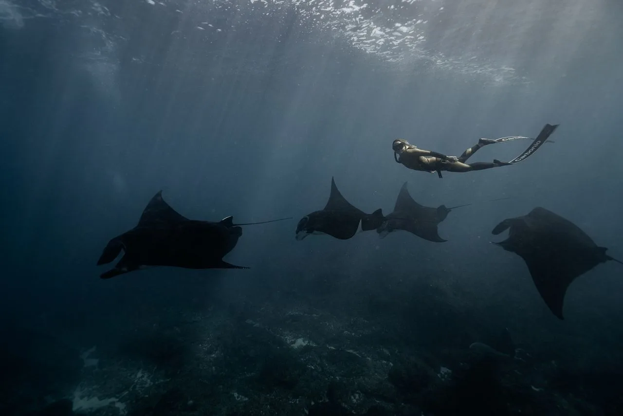 freediver swimming with oceanic manta rays