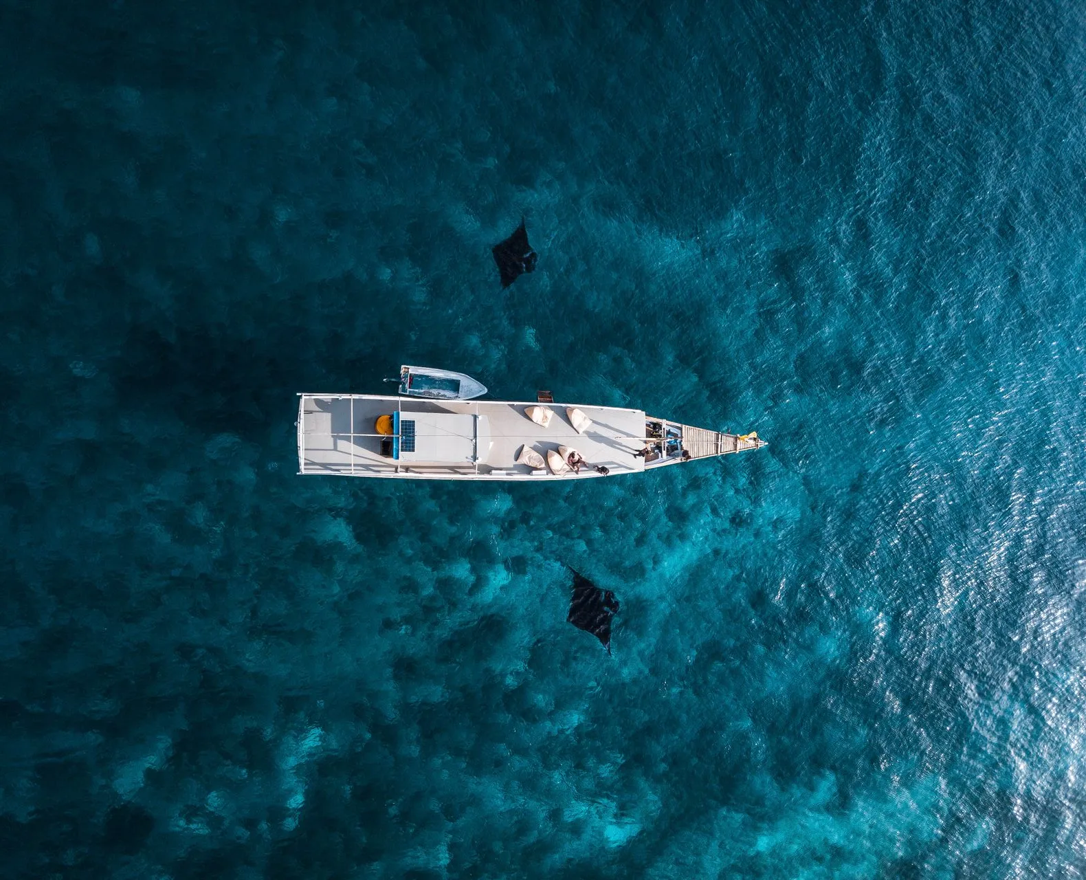 aerial shot of a boat in the middle of the ocean surrounded by manta rays