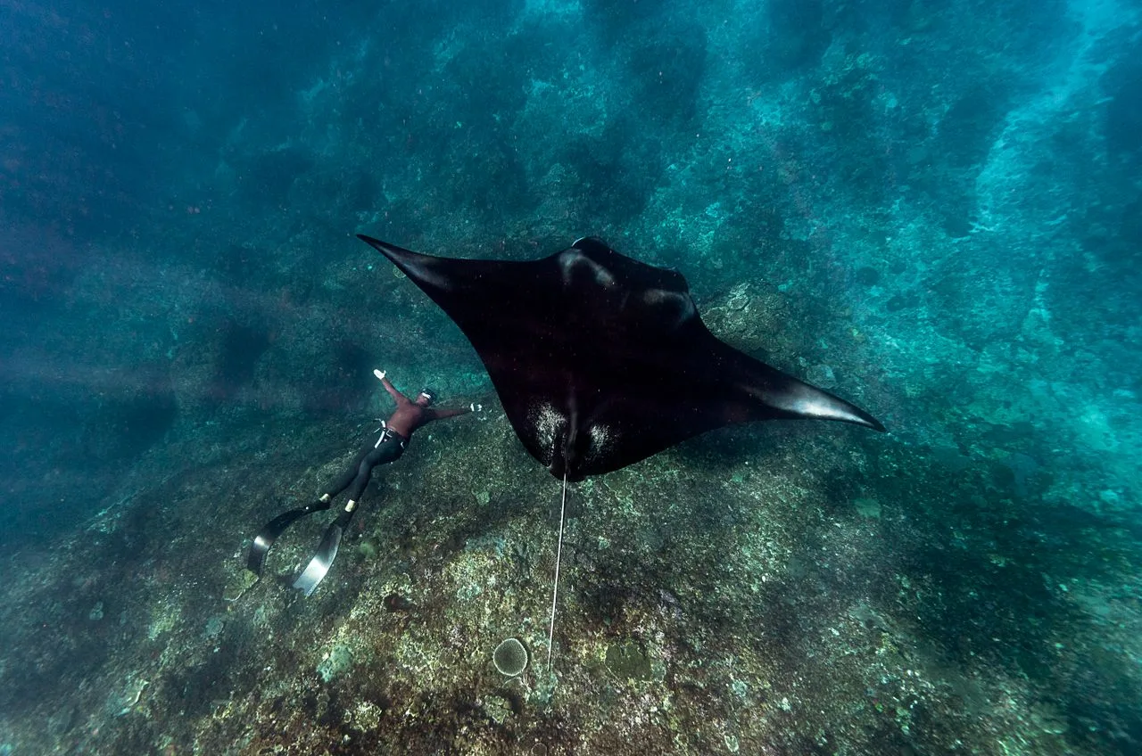 freediver swimming with a manta ray over a coral reef