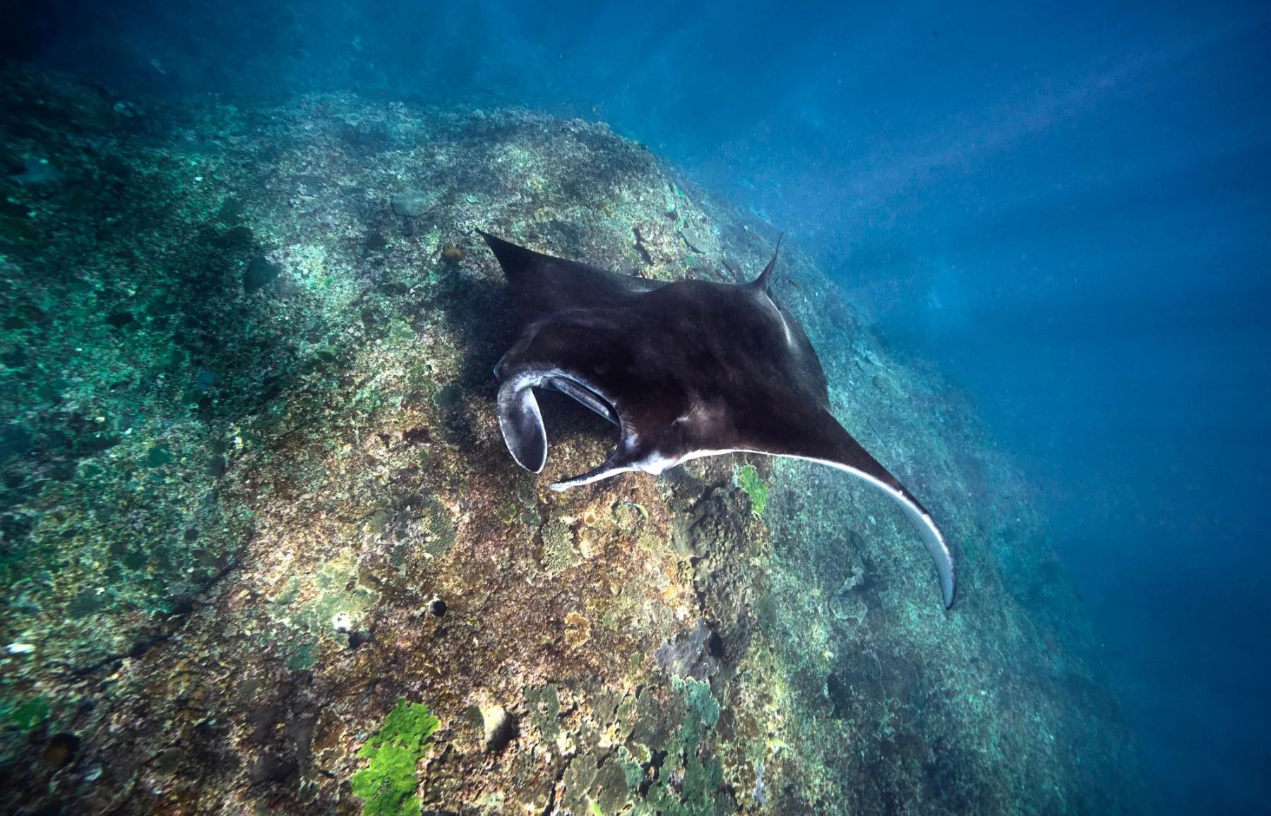 reef manta ray in manta point nusa penida