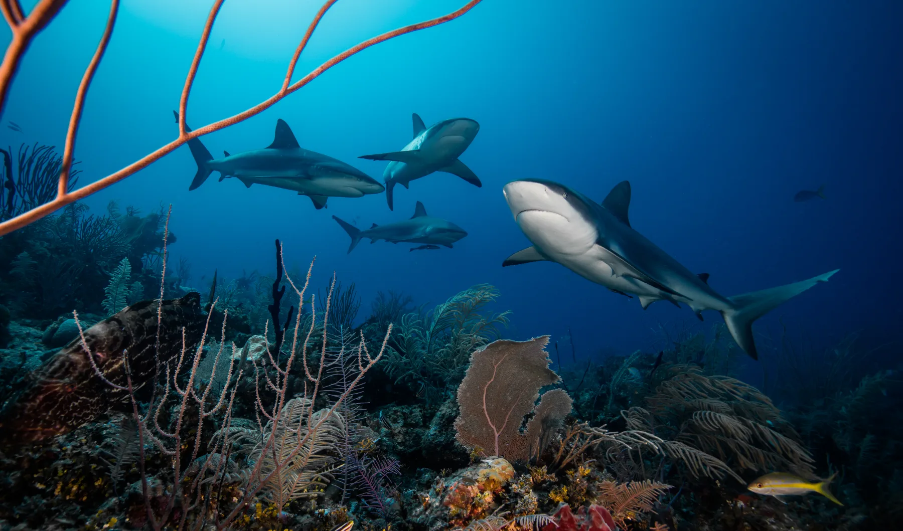 Tiburones de arrecife del Caribe nadando juntos sobre un arrecife de coral colorido y sano en Providencia, Colombia