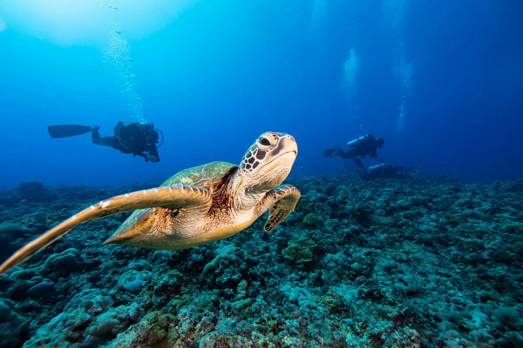 Tortuga verde nadando sobre un arrecife de coral con buzos al fondo