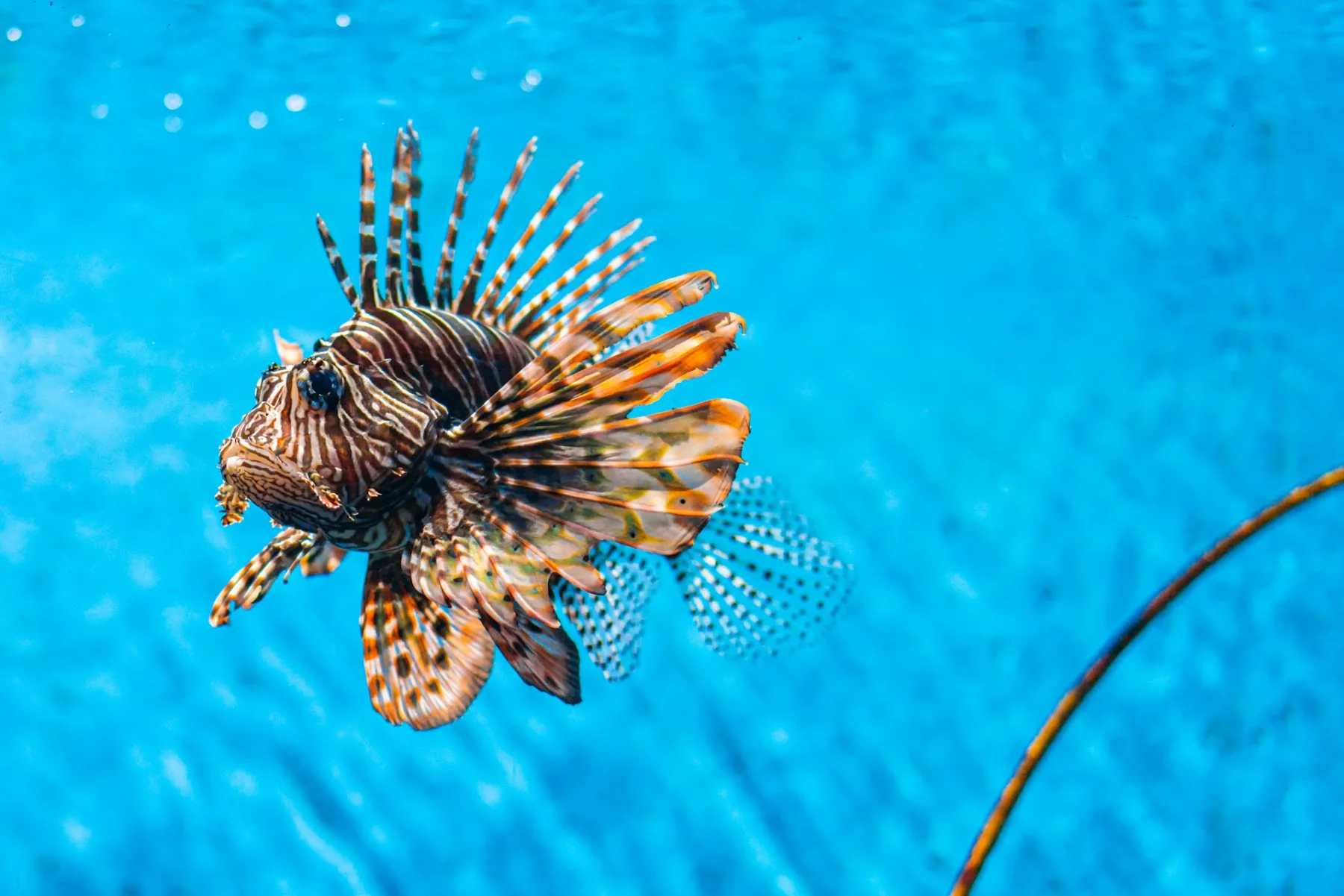 Un pez león invasor con sus aletas rayadas abiertas en agua azul