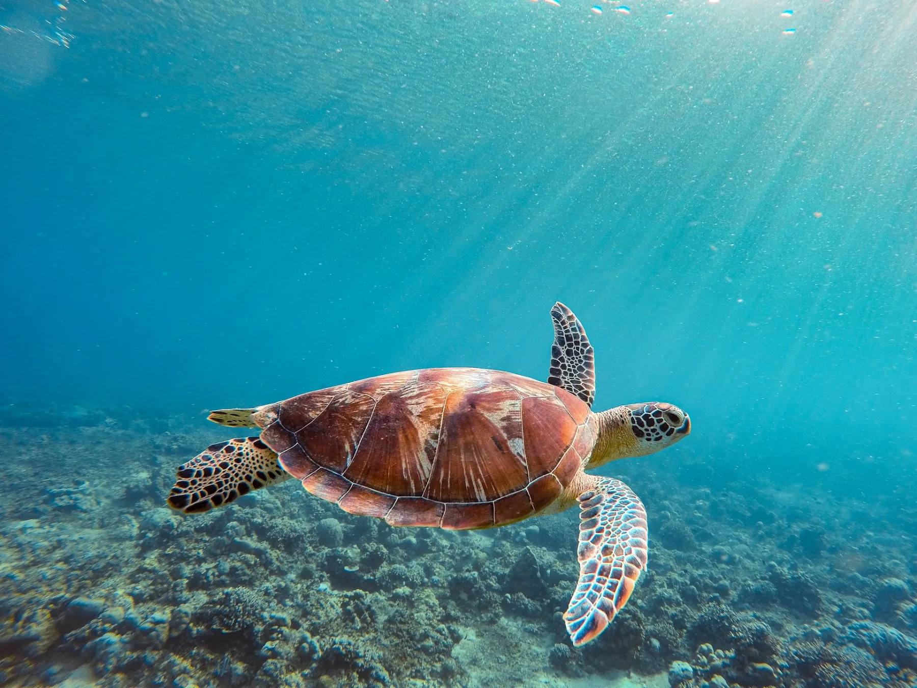 Una tortuga verde nadando sobre un arrecife en agua azul, clara y llena de luz