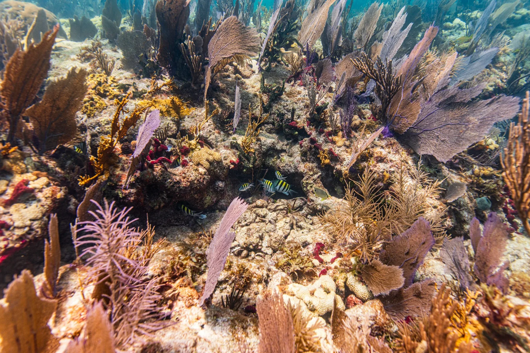 Abanicos de mar y corales blandos en un arrecife somero del Caribe, con peces pequeños entre ellos