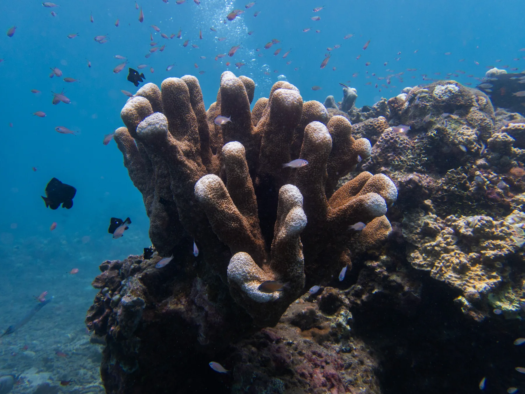 Una colonia de coral con forma de dedos en un arrecife, con peces pequeños nadando alrededor