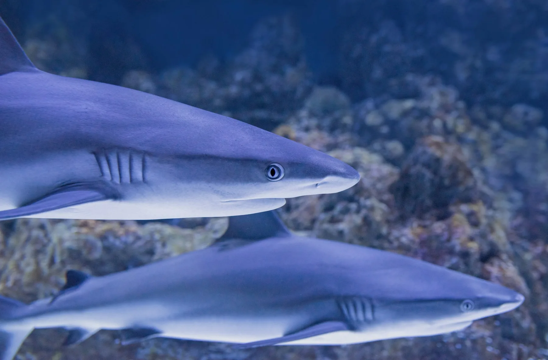 Dos tiburones de arrecife nadando juntos a lo largo de un arrecife de coral