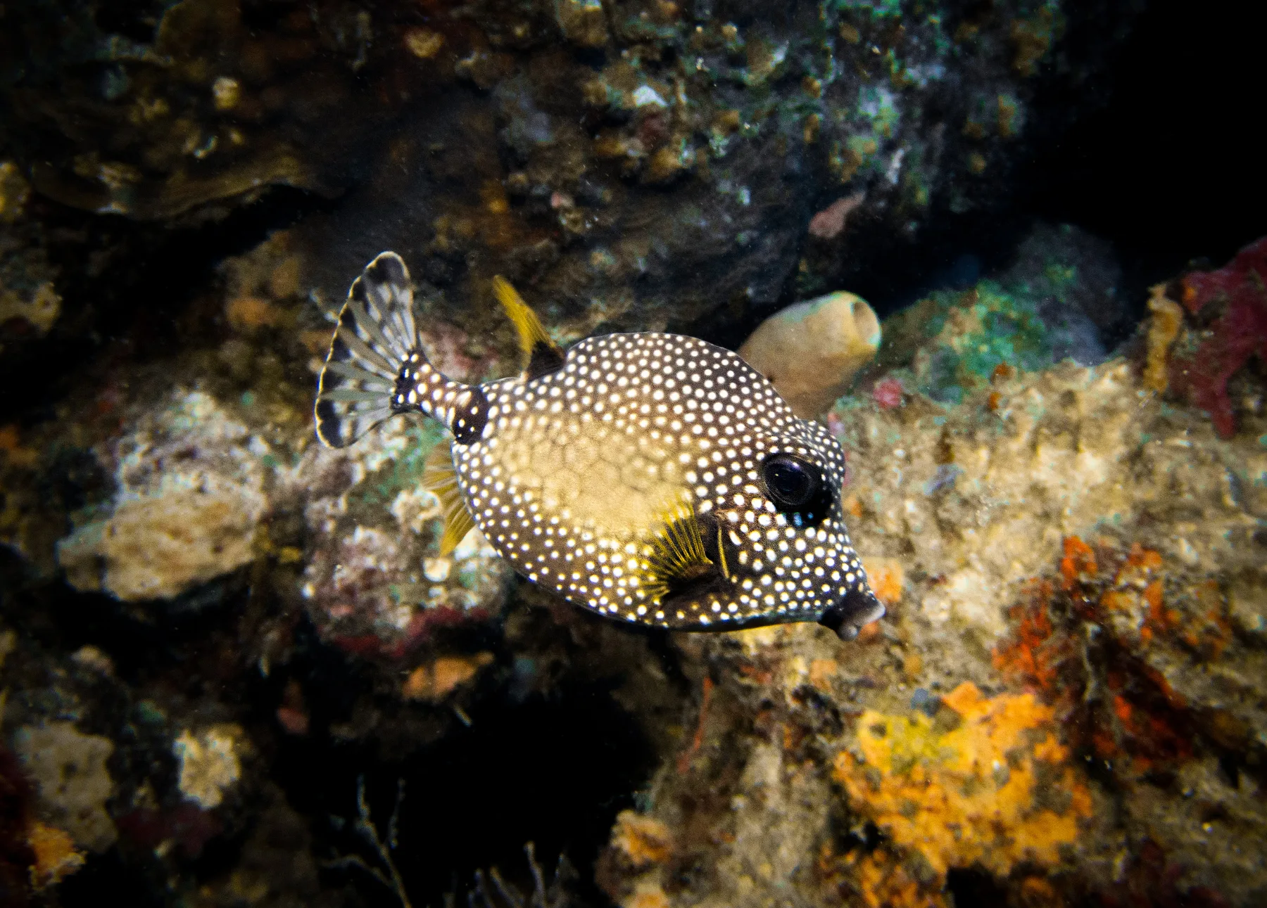 A trunkfish among coral and sponges on a reef in Santa Marta, Colombia