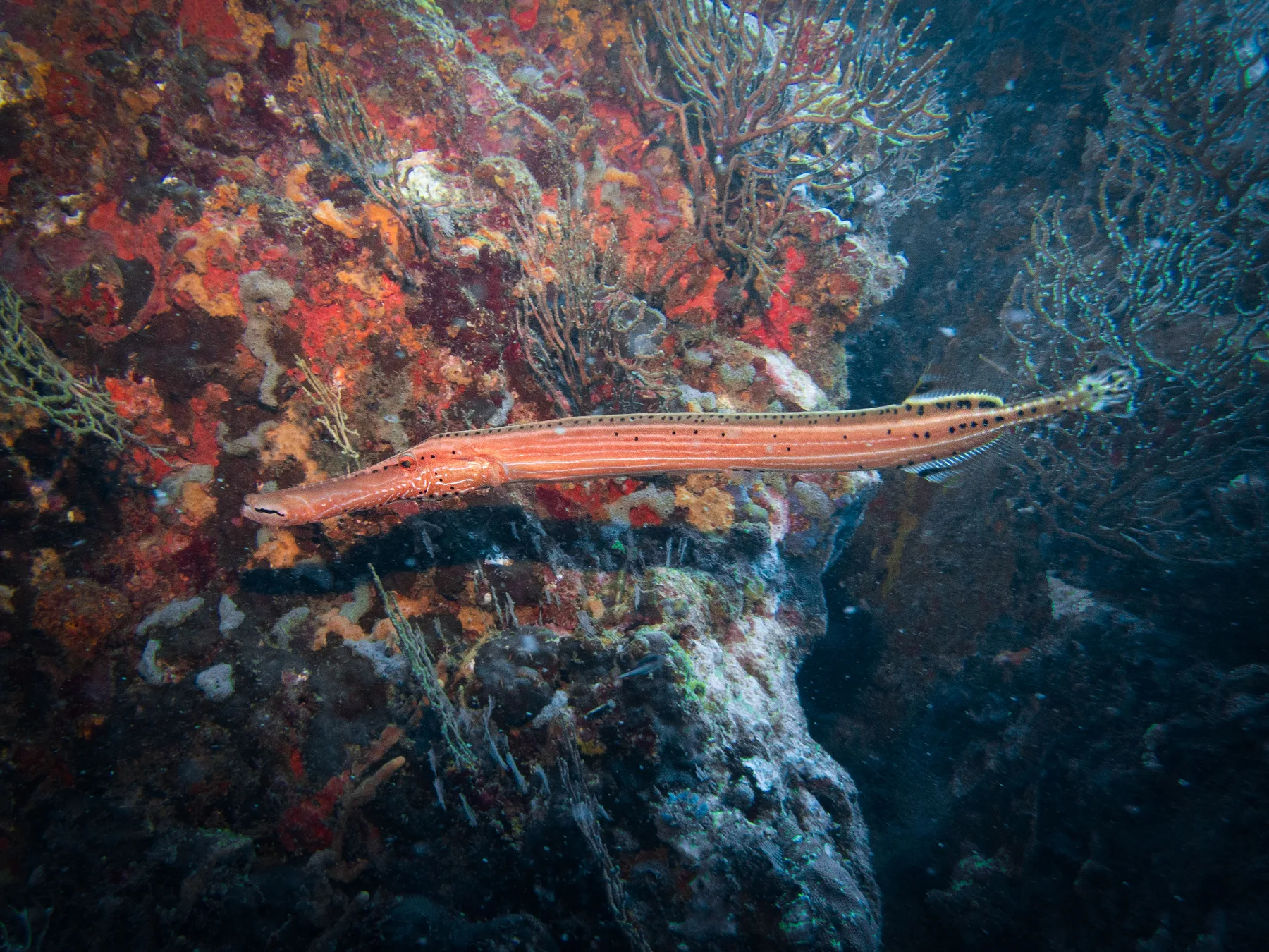 A trumpetfish over the reef in Santa Marta, Colombia, photographed by Caro Santamaria
