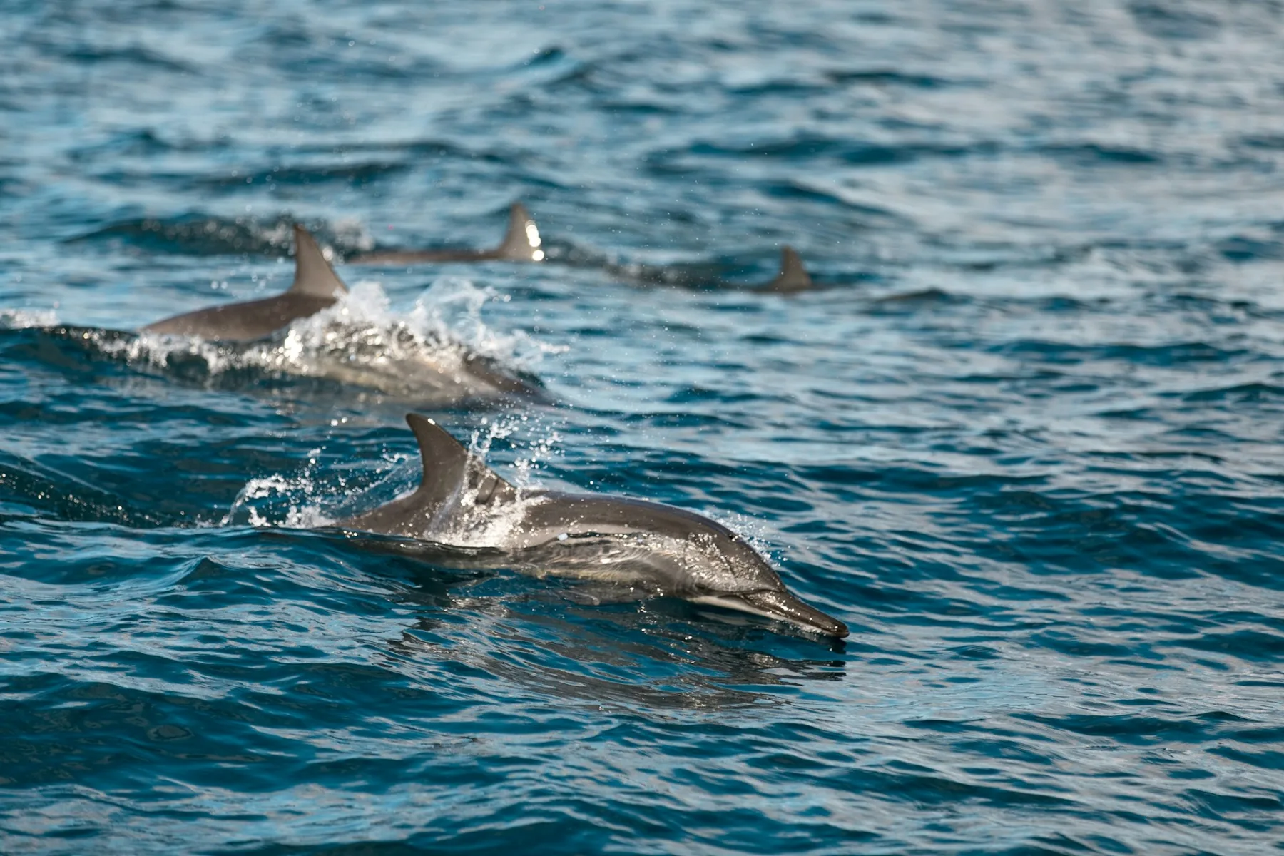 A pod of dolphins swimming at the surface of the sea