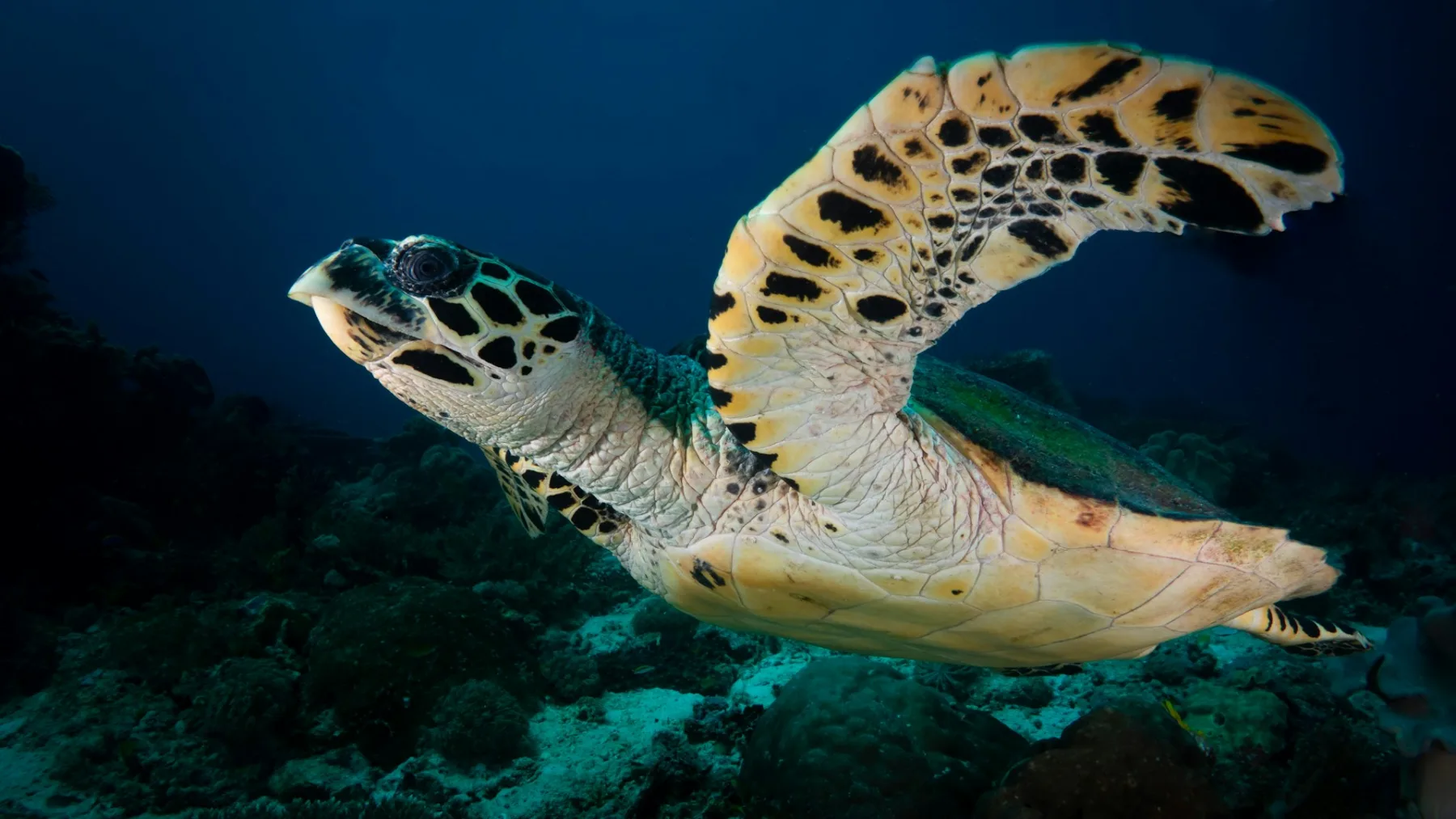 A hawksbill turtle swimming in the Caribbean Sea