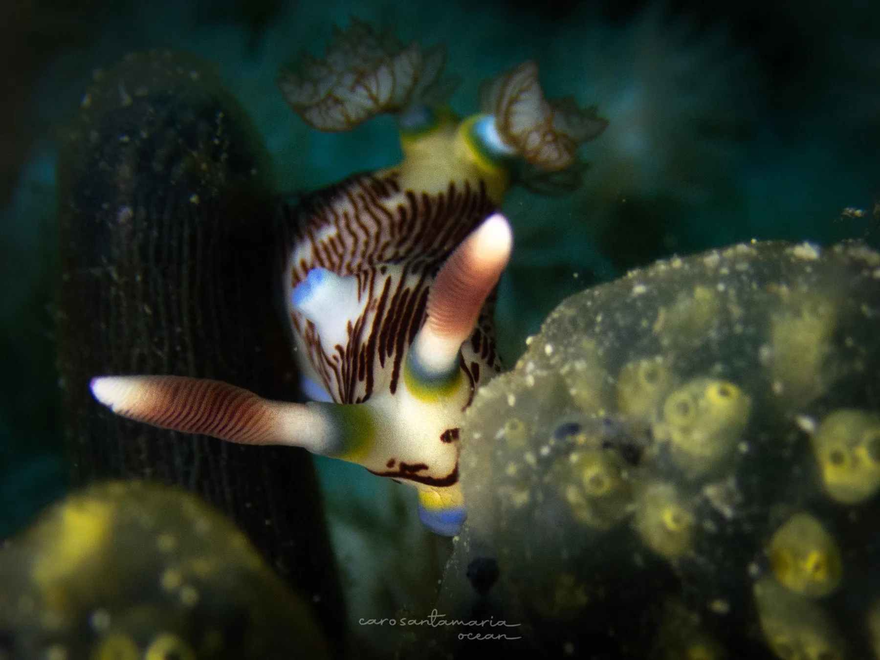 Un encuadre cercano y cuidadoso de un nudibranquio sobre su fuente de alimento, el tipo de sujeto que debería observarse en sitio en lugar de moverse o manipularse para una fotografía.