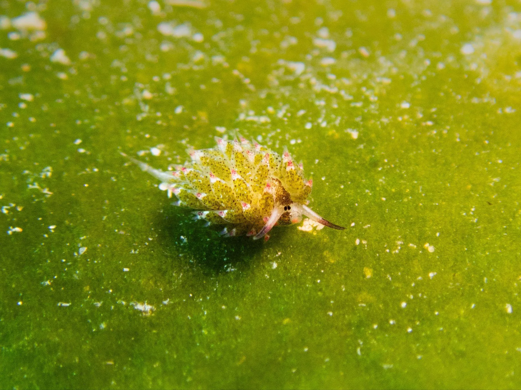 How to Find Nudibranchs, Underwater Photography