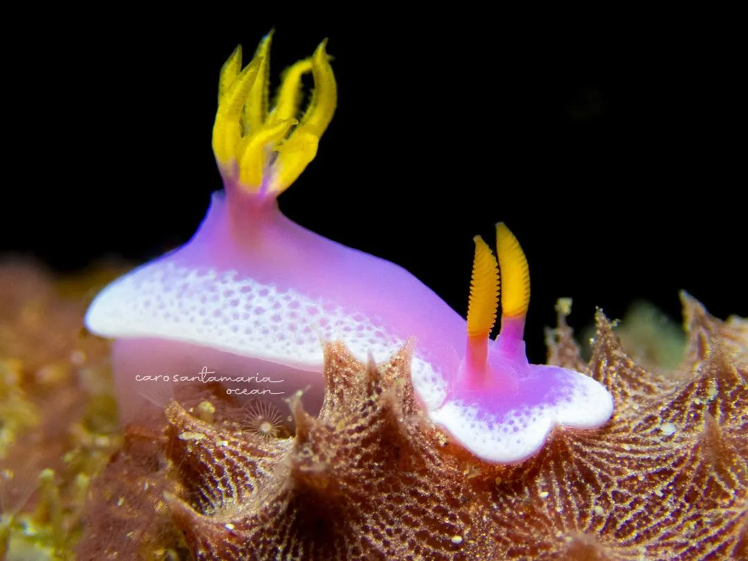 Primer plano de un nudibranquio de patrón vivo en el arrecife, el tipo de sujeto que se convierte en una cara local familiar una vez que construyes una biblioteca mental de identificación para la región donde buceas.