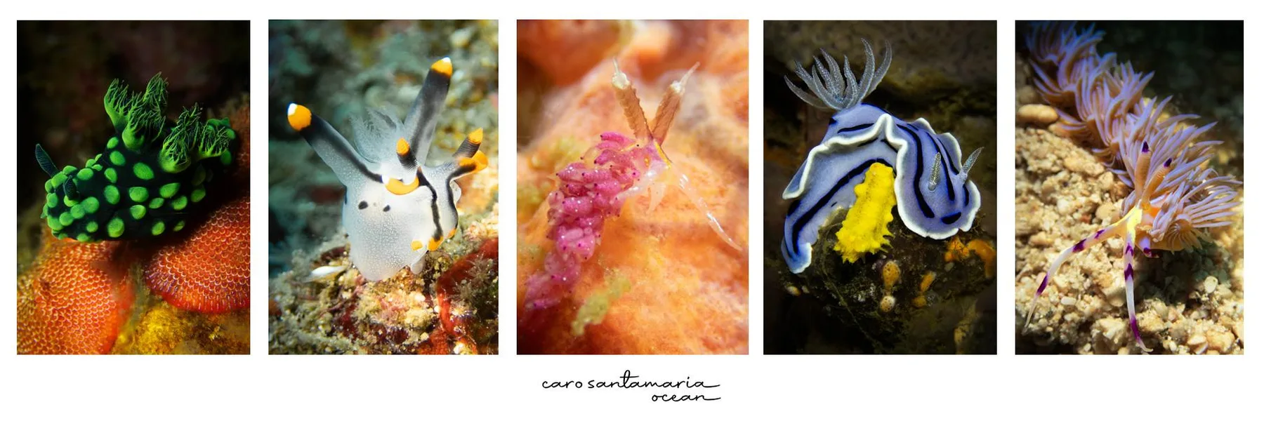 Una composición amplia de vida nudibranquia de la serie Finding Nudibranchs de Caro Santamaria, el tipo de primer plano de arrecife detallado que la mayoría de los buzos pasa de largo a velocidad de crucero.