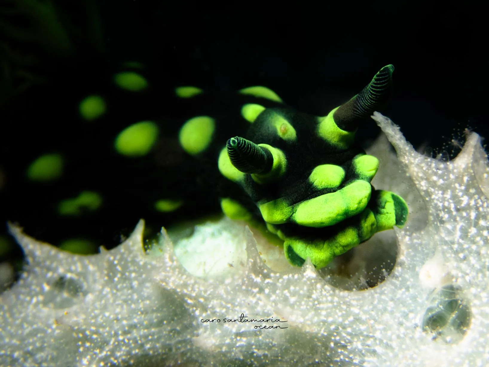 El tipo de sustrato de arrecife texturizado, esponjas e hidroides en un saliente sombreado, que se vuelve interesante una vez que aprendes qué especie de nudibranquio está comiendo cada cosa.