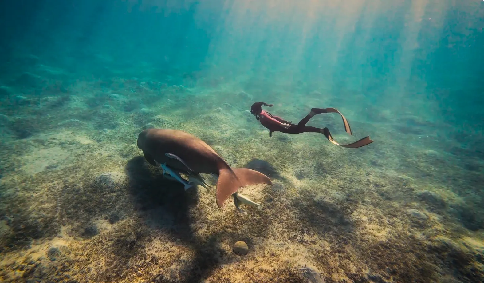 Getting Into Freediving: A Beginner's Guide