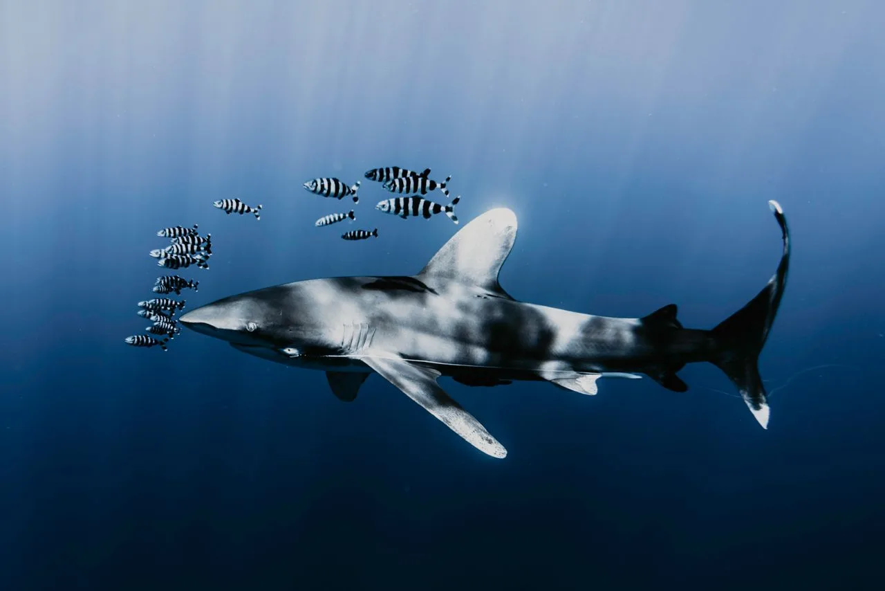 Oceanic whitetip sharks in the open water with school of fish