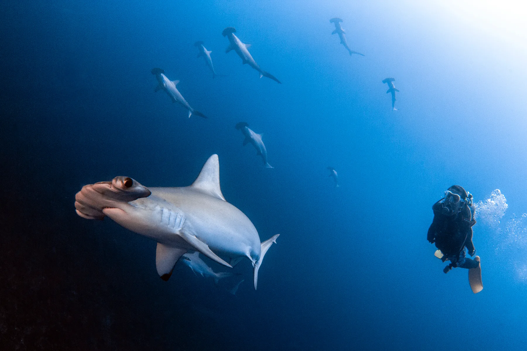 Scuba diver with a school of Scalloped Hammerhead sharks